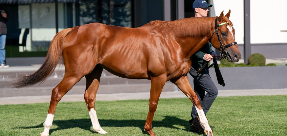 Cambridge Stud unveils star son of Frankel