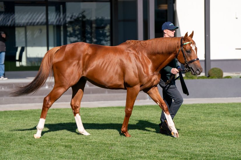 Cambridge Stud unveils star son of Frankel